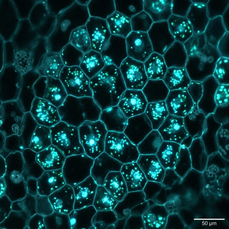 Frequenzprogrammierung und Biophotonen: Wissenschaftliche Grundlagen von Quantenfeld-Produkten