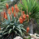 Die erstaunlichen Anpassungen von Pflanzen an Trockenheit und Hitze