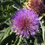 Die Zukunft der nachhaltigen Ernährung