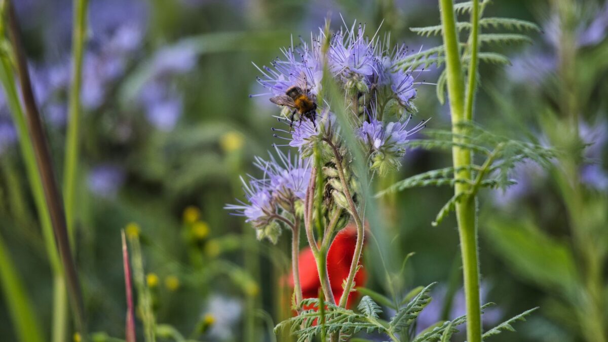 Insektensterben: Warum Bestäuber unverzichtbar sind