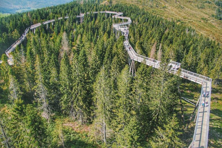 Skywalk Allgäu: Baumwipfelpfad, Ökosystem Baumkrone & Naturkunde