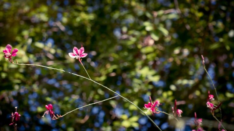 10 erstaunliche Fakten über die Photosynthese 10 erstaunliche Fakten über die Photosynthese