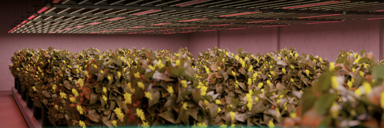 Wie LED-Pflanzenlampen die deutschen Winter optimal ausgleichen können Wie LED-Pflanzenlampen die deutschen Winter optimal ausgleichen können