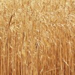 Bio als Energiequelle: Nachhaltige Alternativen zum fossilen Brennstoff