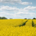 Bioenergie im Fokus: Chancen und Risiken