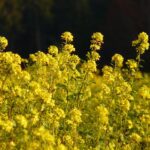 Bioenergie in der Praxis: Beispiele für gelungene Projekte