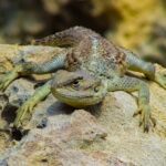 Die erstaunliche Anpassungsfähigkeit von Lebewesen