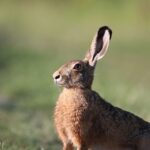Die erstaunliche Vielfalt des Lebens auf der Erde