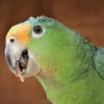 Die erstaunliche Vielfalt von Lebensgemeinschaften in der Natur