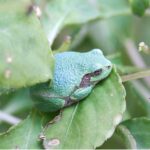Die erstaunliche Vielfalt von Ökosystemdienstleistungen