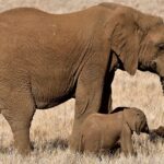 Die erstaunliche Welt der Ökosystemdienstleistungen