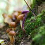 Die erstaunliche Welt der Symbiose in der Natur