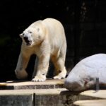 Die erstaunlichen Anpassungen von Tieren an den Klimawandel