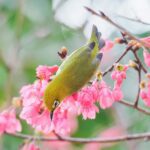 Die erstaunlichen Anpassungen von Tieren an den Lebensraum Stadt