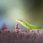 Die erstaunlichen Anpassungen von Tieren an ihre Umwelt