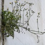 Die erstaunlichen Überlebensstrategien von Pflanzen