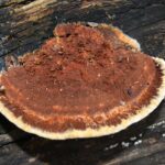 Die neuesten Erkenntnisse in der Umweltbiotechnologie