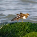 Die Rolle von Algen in der Energiegewinnung