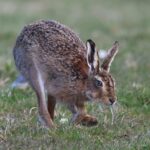 Energiepolitik in Europa: Gemeinsame Ziele, unterschiedliche Wege zur Umsetzung