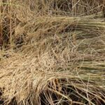 Energiepolitik und Wirtschaft: Wie hängen sie zusammen?