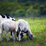 Nachhaltige Landwirtschaft: Bioenergie als Teil der Lösung