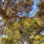 Nachhaltigkeit als Lifestyle: Wie man nachhaltig lebt