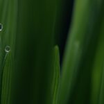Umweltschonendes Wohnen: Tipps für ein grünes Zuhause