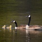Warum ist Biodiversität so wichtig für unser Ökosystem?