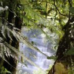 Warum ist der Regenwald so wichtig für das Klima?