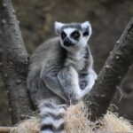 Warum ist der Schutz bedrohter Tierarten so wichtig für die Natur?