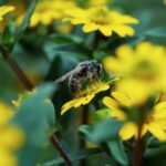 Warum ist die Erhaltung von Bienen und anderen Bestäubern so wichtig für die Landwirtschaft?