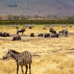 Warum ist die Erhaltung von Lebensräumen so wichtig?