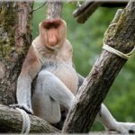 Warum ist die Erhaltung von Regenwäldern so wichtig für das Weltklima?