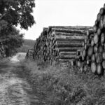 Warum ist die Förderung erneuerbarer Energien so wichtig für das Klima?