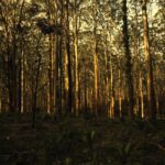 Warum ist die Renaturierung von ehemaligen Tagebauflächen so wichtig für die Natur?