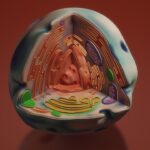 Wie funktioniert die Zellatmung wirklich?