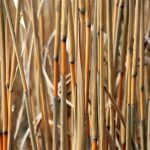 Wie können wir die Energie aus Geothermie und Biomasse effizient kombinieren?
